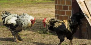 Professional fighting cock
